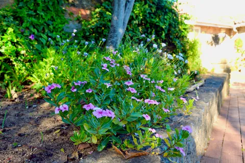 Flowers along a garden path leading to the house