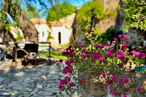 Flowering plants near the pool