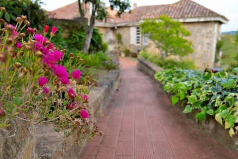 Bright pink plant flowers lining the brick path to the house