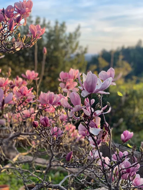 Blossoms in the garden
